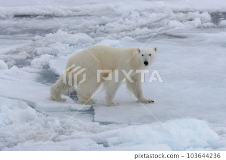 Wild polar bear on pack ice in Arctic sea 103644236