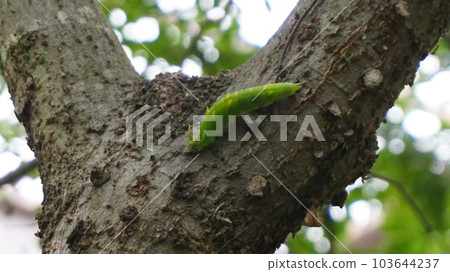 Omurasaki larva 103644237