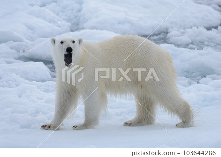 Wild polar bear on pack ice in Arctic sea close up Wild polar bear on pack ice in Arctic sea close up 103644286