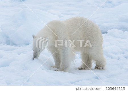 Wild polar bear on pack ice in Arctic sea close up Wild polar bear on pack ice in Arctic sea close up 103644315