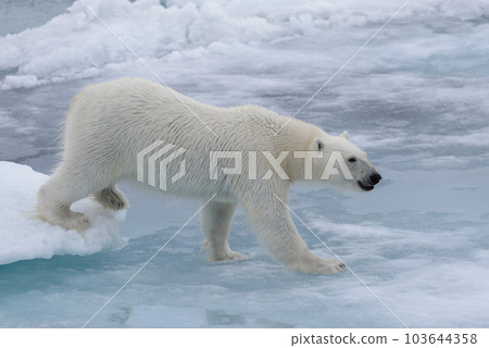 Wild polar bear on pack ice in Arctic sea Wild polar bear on pack ice in Arctic sea 103644358