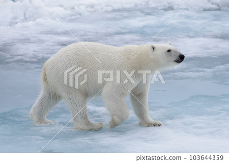 Wild polar bear on pack ice in Arctic sea Wild polar bear on pack ice in Arctic sea 103644359
