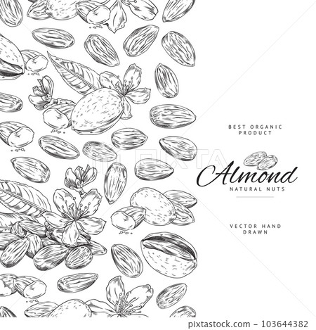 Almonds nuts banner or food sticker hand drawn vector illustration isolated. Almonds nuts banner or food sticker hand drawn vector illustration isolated. 103644382