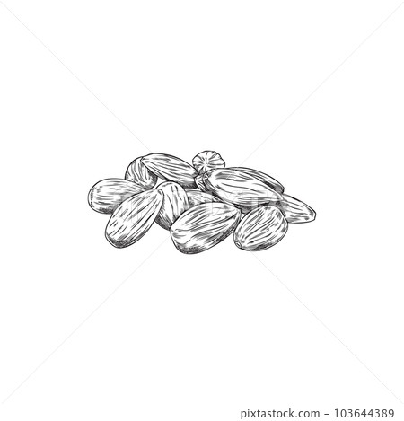 Monochrome handful of almonds sketch style, vector illustration 103644389