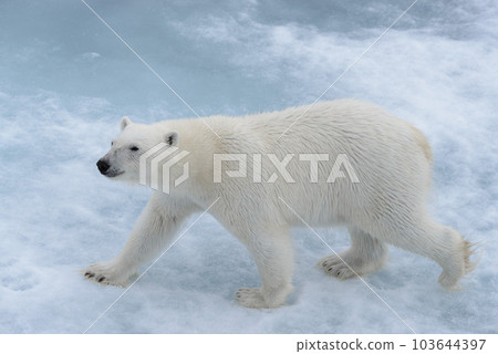 Wild polar bear on pack ice in Arctic sea close up 103644397