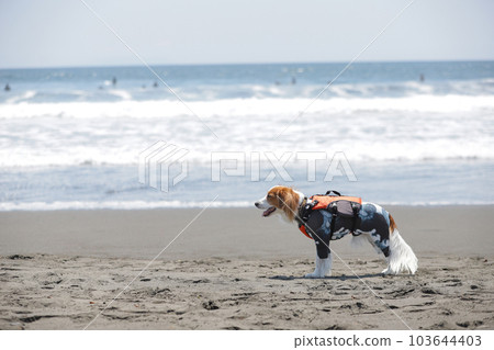 A dog running on the beach wearing a life jacket A dog running on the beach wearing a life jacket 103644403