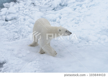 Wild polar bear on pack ice in Arctic sea 103644410
