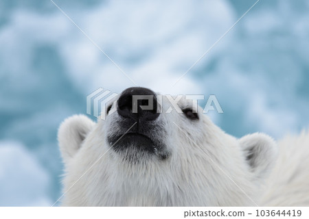 Polar bear's (Ursus maritimus) head close up Polar bear's (Ursus maritimus) head close up 103644419