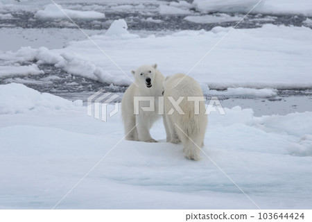 Two young wild polar bears playing on pack ice in Arctic sea Two young wild polar bears playing on pack ice in Arctic sea 103644424