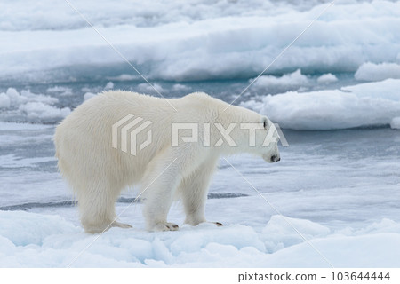Wild polar bear on pack ice in Arctic sea close up 103644444