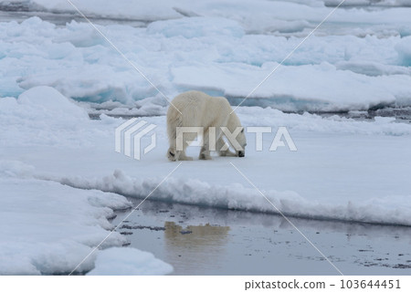 Wild polar bear on pack ice in Arctic sea 103644451