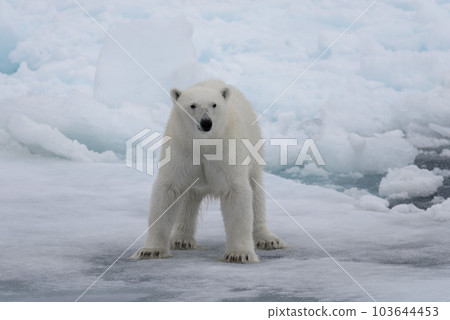 Wild polar bear on pack ice in Arctic sea 103644453
