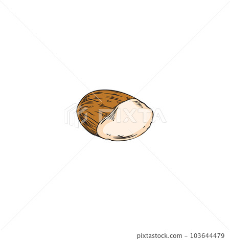 Half of almond nut, hand drawn sketch vector illustration isolated on white background. Half of almond nut, hand drawn sketch vector illustration isolated on white background. 103644479