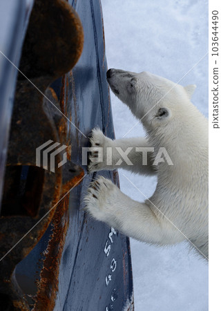 Wild polar bear try to climb to expedition ship in Arctic sea, north of Svalbard Wild polar bear try to climb to expedition ship in Arctic sea, north of Svalbard 103644490
