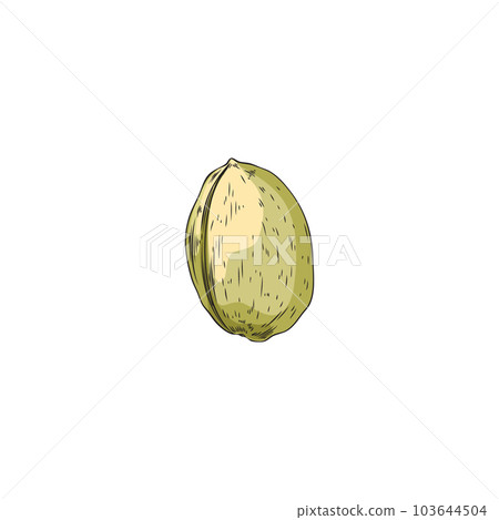 Hand drawn colorful almond sketch style, vector illustration 103644504
