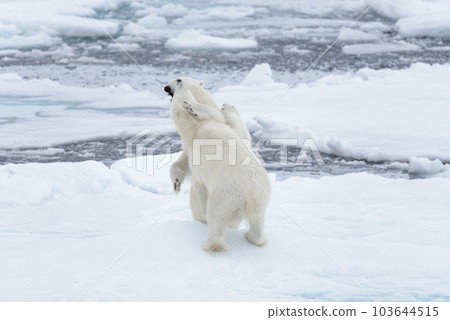 Two young wild polar bears playing on pack ice in Arctic sea, north of Svalbard 103644515