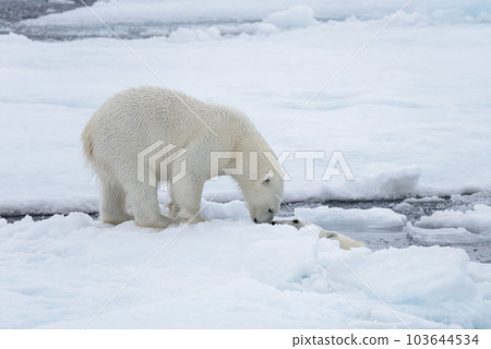 Two young wild polar bears playing on pack ice in Arctic sea, north of Svalbard 103644534