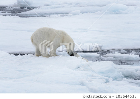 Two young wild polar bears playing on pack ice in Arctic sea, north of Svalbard Two young wild polar bears playing on pack ice in Arctic sea, north of Svalbard 103644535
