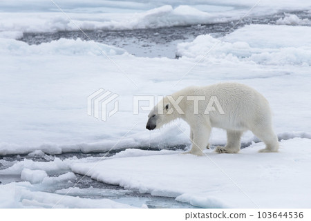 Two young wild polar bears playing on pack ice in Arctic sea, north of Svalbard 103644536