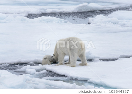 Two young wild polar bears playing on pack ice in Arctic sea, north of Svalbard Two young wild polar bears playing on pack ice in Arctic sea, north of Svalbard 103644537