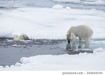Two young wild polar bears playing on pack ice in Arctic sea, north of Svalbard Two young wild polar bears playing on pack ice in Arctic sea, north of Svalbard 103644544