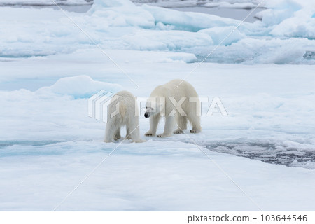 Two young wild polar bears playing on pack ice in Arctic sea, north of Svalbard Two young wild polar bears playing on pack ice in Arctic sea, north of Svalbard 103644546