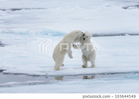 Two young wild polar bears playing on pack ice in Arctic sea, north of Svalbard 103644549