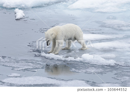 Wet polar bear going on pack ice in Arctic sea 103644552
