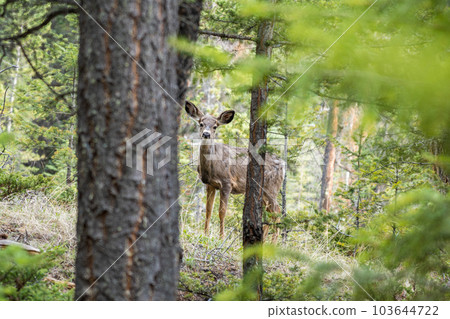 Mule Deer (Odocoileus hemionus) standing in the forest. Mule Deer (Odocoileus hemionus) standing in the forest. 103644722