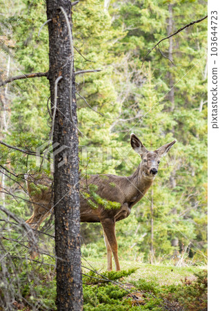 Mule Deer (Odocoileus hemionus) standing in the forest. Mule Deer (Odocoileus hemionus) standing in the forest. 103644723