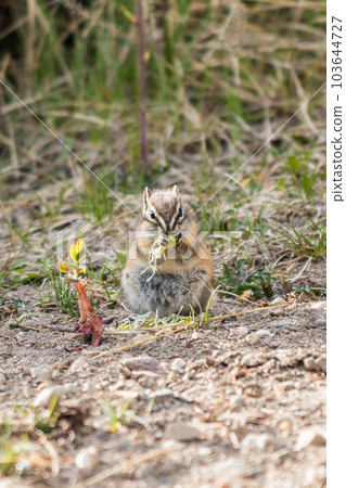 Chipmunk foraging on a grass eating bud. 103644727