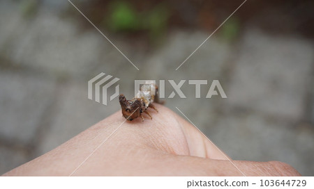 Tobimon Oedashaku的臉 Tobimon Oedashaku的臉 103644729