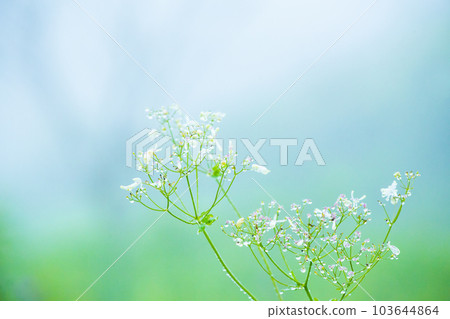 Grass with morning dew 103644864
