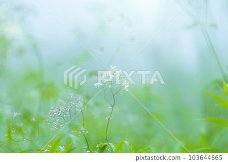 Grass with morning dew Grass with morning dew 103644865