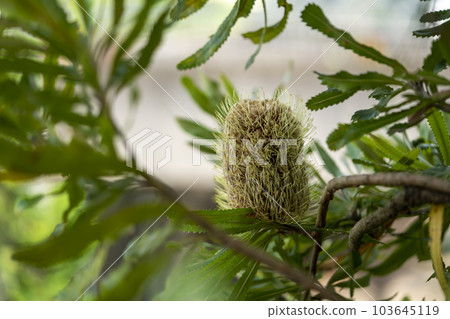 Banksia Banksia 103645119