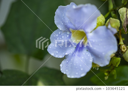 light blue flower of bengali vine light blue flower of bengali vine 103645121