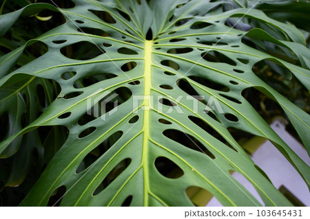 Tropical leaf texture 103645431