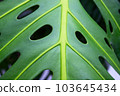 Tropical leaf texture 103645434