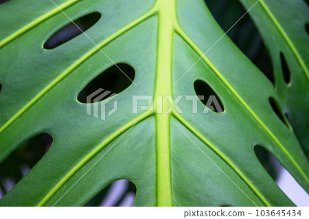 Tropical leaf texture Tropical leaf texture 103645434