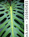Tropical leaf texture 103645435