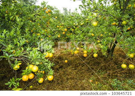 Many orange trees in the orchard of Taichung, Taiwan. 103645721