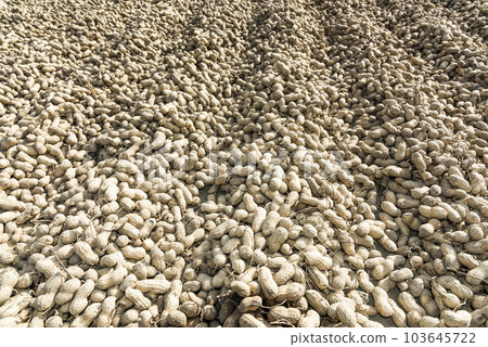 harvested fresh peanuts dry on the ground in Yunlin County, Taiwan. harvested fresh peanuts dry on the ground in Yunlin County, Taiwan. 103645722