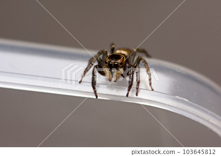 蠅虎 蠅虎 103645812