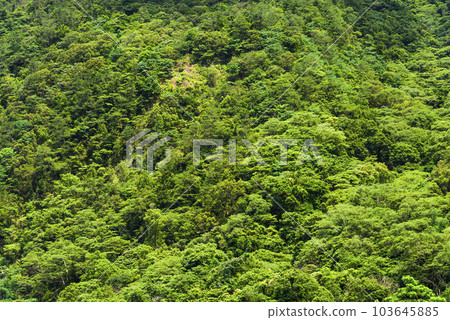 The beautiful green forest in the mountains as a background 103645885