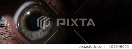 Human grey green eye looks to side in dark Human grey green eye looks to side in dark 103646023