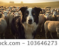 Cute border collie dog guards a flock of sheep. Generative ai images 103646273