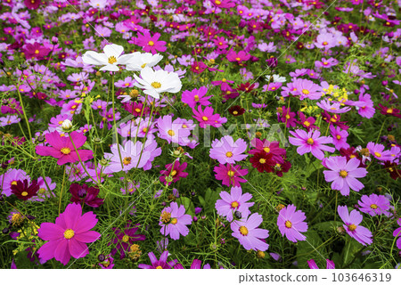 Colorful Cosmos Bipinnatus flowers bloom in the garden. Colorful Cosmos Bipinnatus flowers bloom in the garden. 103646319