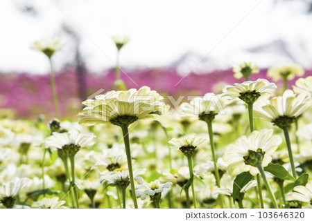 Beautiful Zinnia Elegans flowers in nature, outdoor garden. Beautiful Zinnia Elegans flowers in nature, outdoor garden. 103646320
