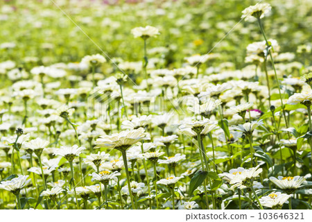 Beautiful Zinnia Elegans flowers in nature, outdoor garden. Beautiful Zinnia Elegans flowers in nature, outdoor garden. 103646321