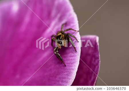 jumping spider on orchid jumping spider on orchid 103646370
